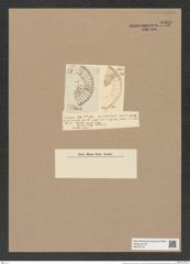 Stictodiscus rota Grev. (de-Toni-Nr.: Genus 205, Species 5220) Zeichnungen Sammlung Grunow Nr. 9009 (NHMW-BOT-W0378716)